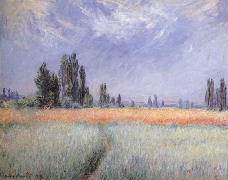  Wheat Field